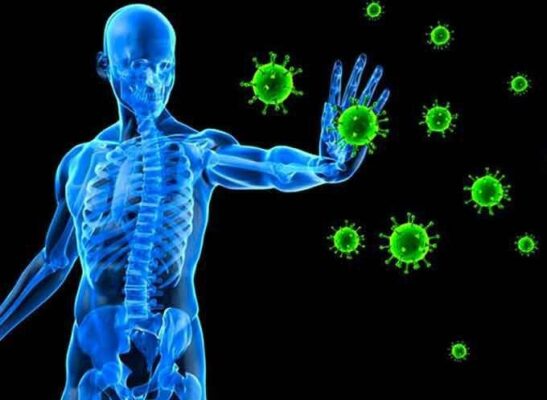 sữa cừu giúp tăng cường hệ miễn dịch