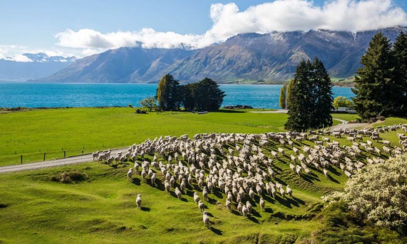 sữa cừu từ new zealand